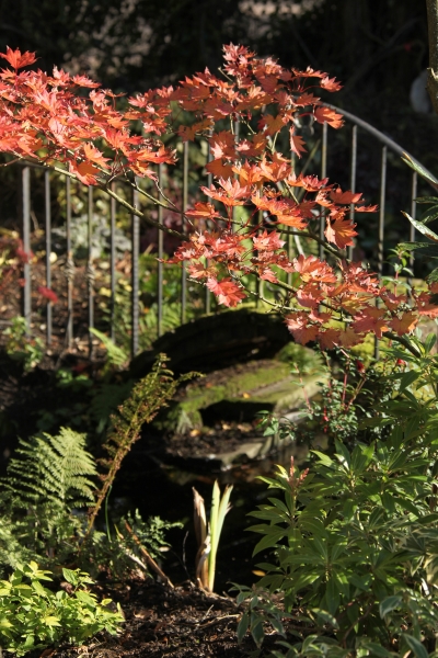 Weeping Ash Garden